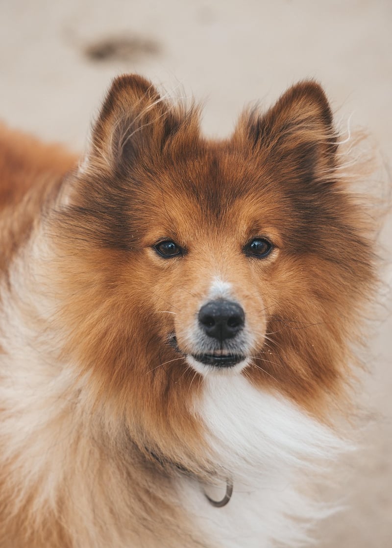 Pet-Friendly Varieties