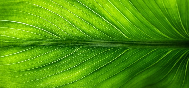 Green Community